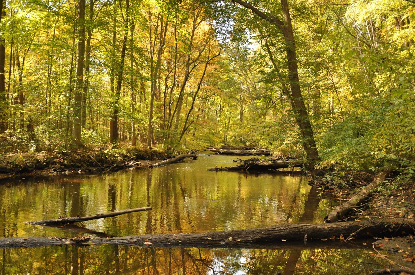 A calm stretch of the Black River reflecting yellow autumn woods