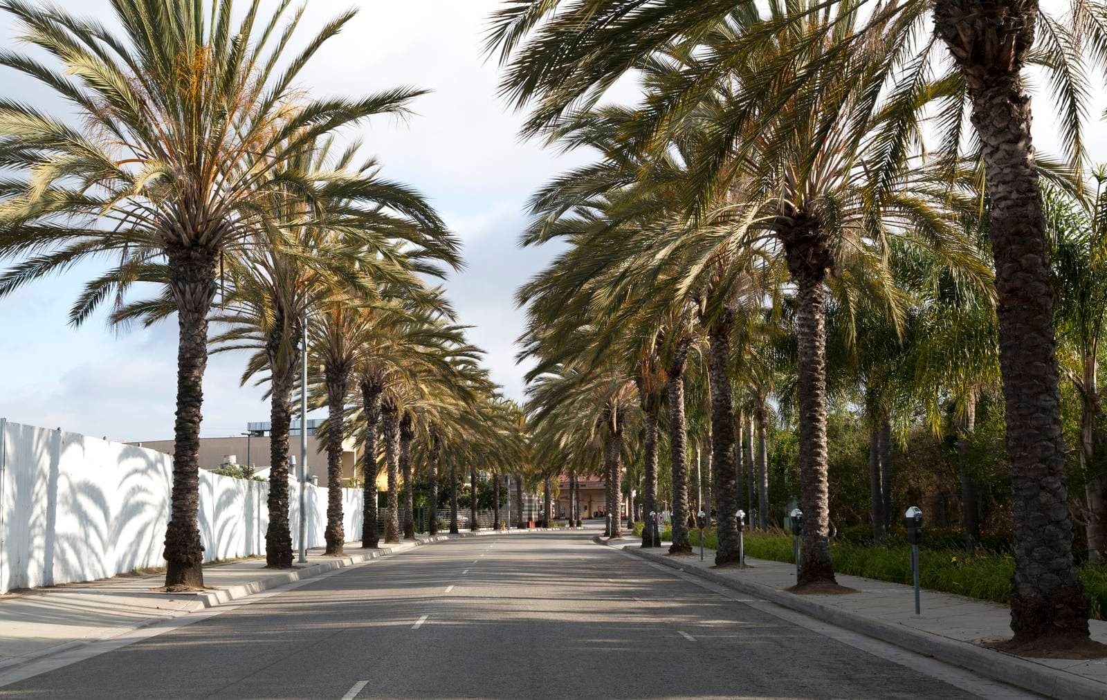 An empty two-lane street lined on both sides by tall palm trees, their shadows falling across a white wall